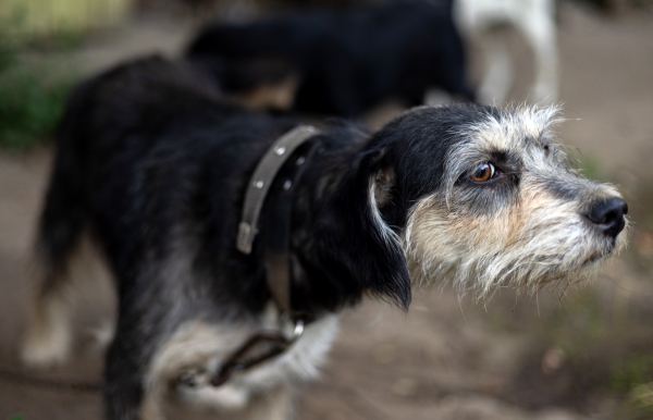 Griffon Nivernais: Alles über diesen gräulichen Jagdhund wissen