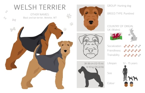 Infographie sur le chien Welsh Terrier