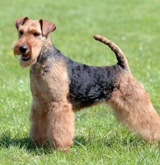 Welsh Terrier : Tout Savoir sur ce Chien du Pays de Galle !