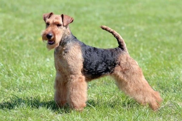 Chien Welsh Terrier de profil dans l'herbe verte