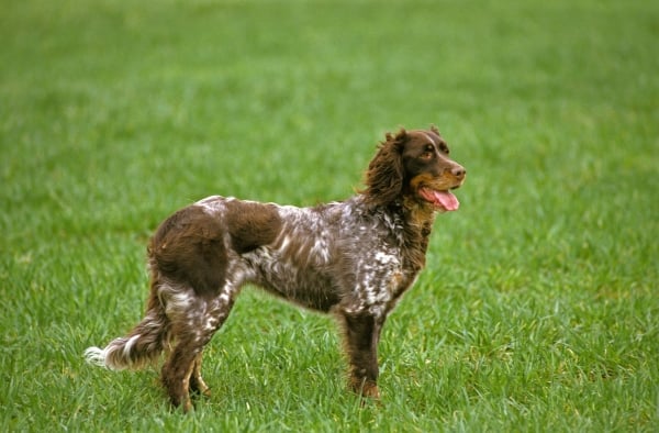 Chien Épagneul Picard marron et blanc sur une pelouse