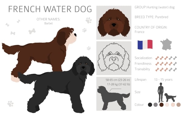 Infographie race Chien Barbet