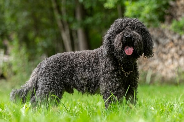 Chien Barbet noir dans l'herbe verte