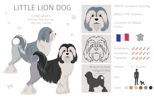 Infographie race Petit Chien Lion