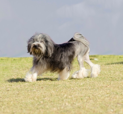 Petit chien lion bien brossé et tondu des pattes arrières