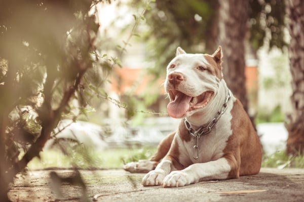 Chien American Pitbull Terrier assis dans un parc