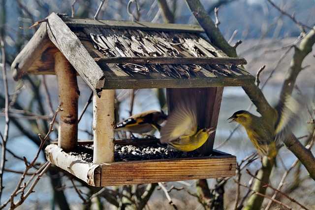 Mangeoires d'extérieur pour oiseaux sauvages, cadres pour