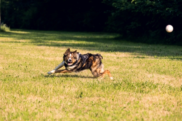 Chien qui court dans le jardin après une balle