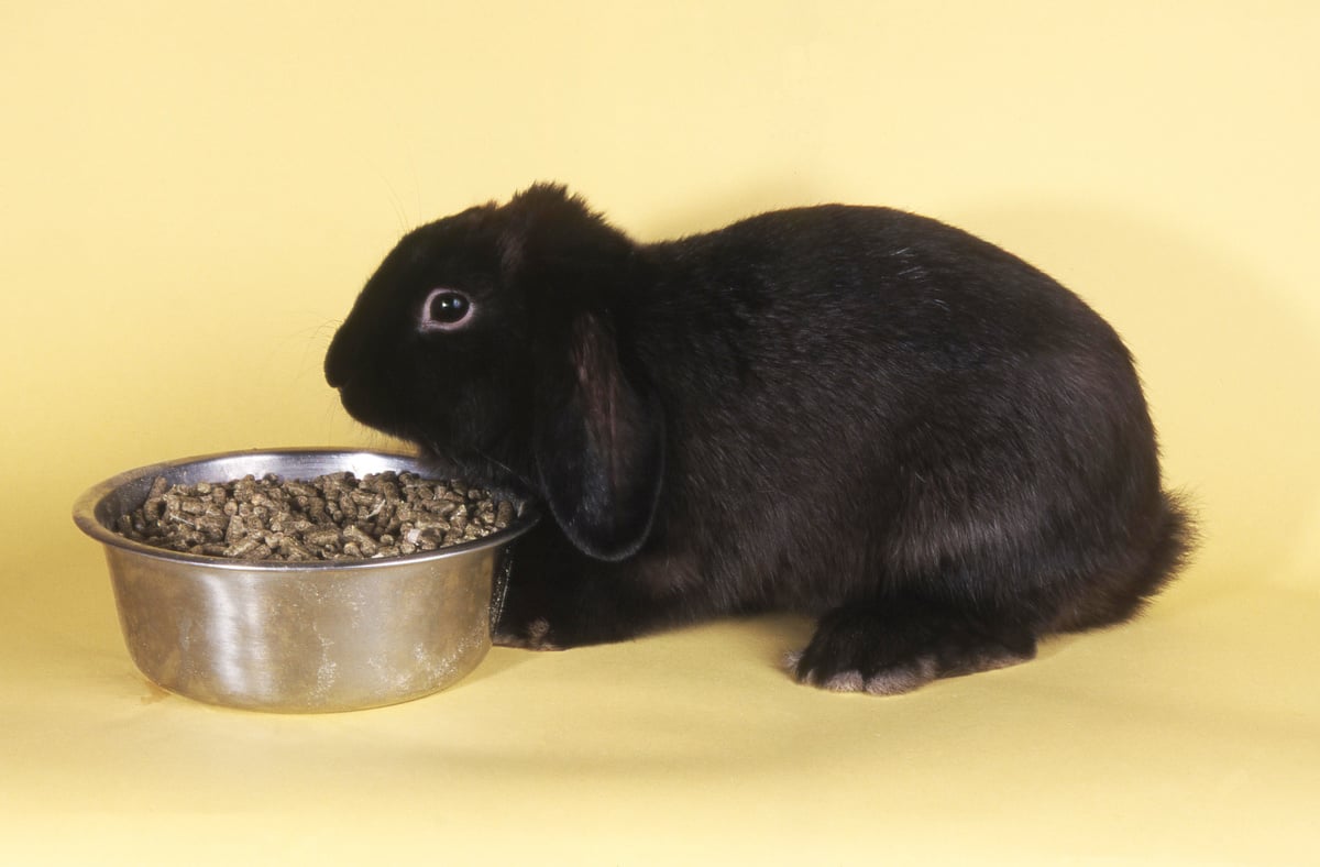 Lapin bélier noir et gamelle inox sur fond jaune