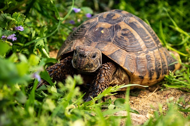 Comment faire hiberner une tortue grecque