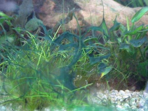 J'ai des algues dans mon aquarium ! - Blog