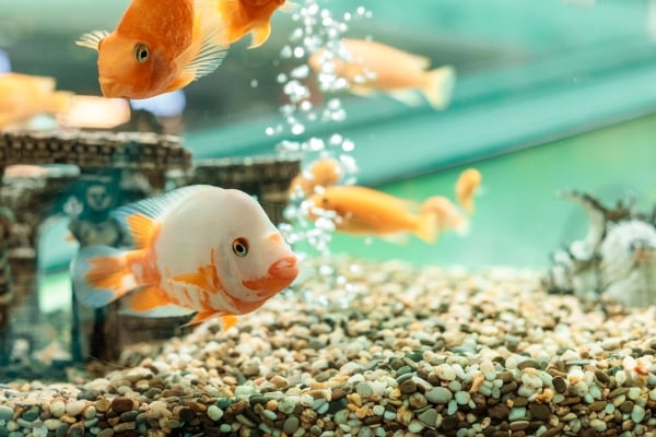 Poissons dans un aquarium qui bulle