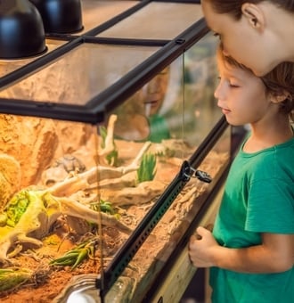 Quel bon éclairage pour Terrarium ? Conseils d'Experts Zoomalia