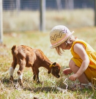 Quelle est la meilleure Nourriture pour Animaux de la Ferme ?