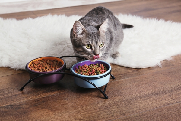 Chat qui mange des croquettes dans une gamelle double près d'un tapis blanc