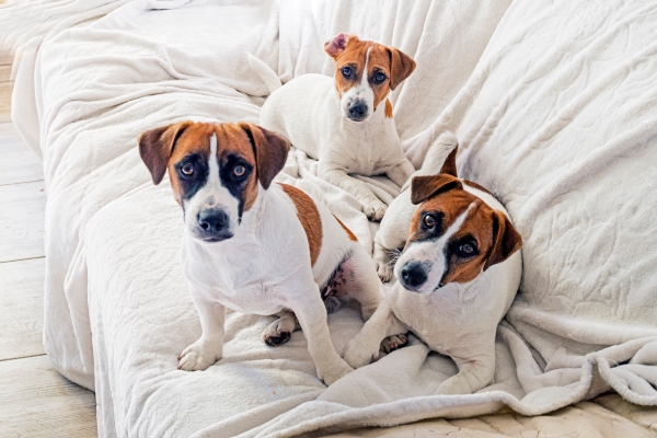 3 chiens assis sur un canapé recouvert d'un plaid blanc