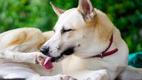 Chien au poil clair qui se lèche le coussinet