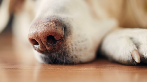 Gros plan du Museau et truffe d'un chien couché au sol