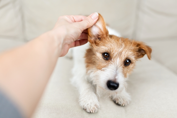 Maitresse qui lève l'oreille de son petit chien