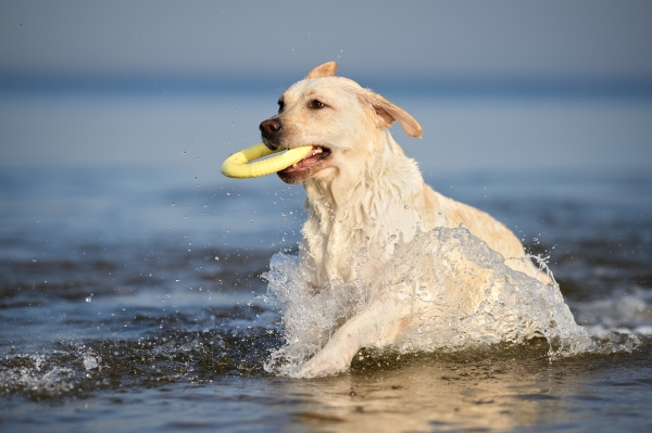 Chien qui court dans l'eau avec un jouet flottant dans la gueule