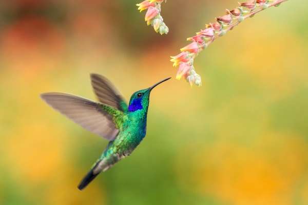 Colibri qui aspire le nectar d'une fleur, oiseau nectarivore et frugivore