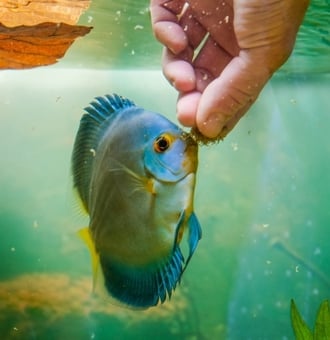 Comment prendre Soin de ses Poissons d'Aquarium ?