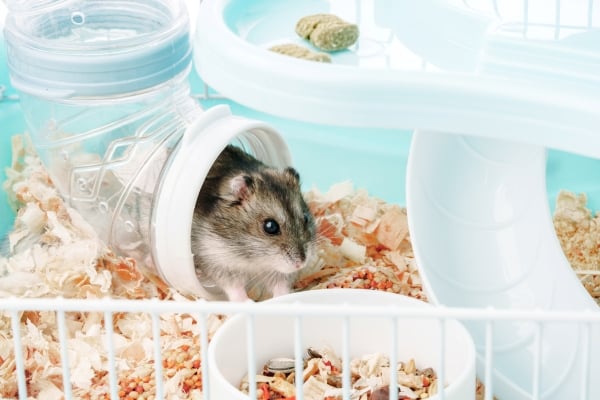 Un hamster curieux explorant son habitat et ses extensions