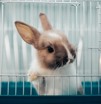 Quel Escalier pour Lapin Nain ou rongeur ? Conseils ZOOMALIA