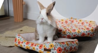 Quel Couchage pour un Lapin ? Conseils d'experts ZOOMALIA