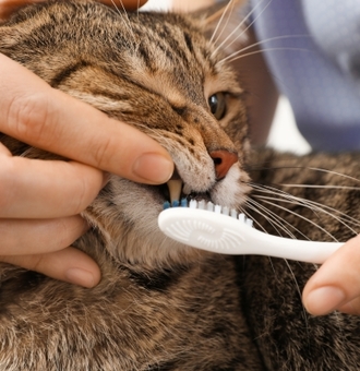 Quels sont les meilleurs soins dentaires pour Chat ?