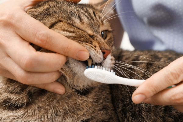 Femme nettoyant les dents du chat avec une brosse à dents