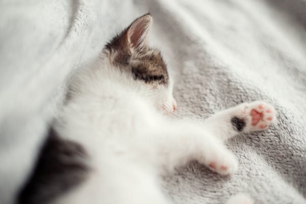 Wie pflegt man die Pfotenballen einer Katze? Ratschläge Zoomalia