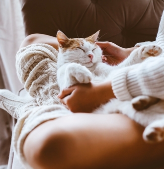 Quels sont les meilleurs Soins de Toilettage pour Chat ?