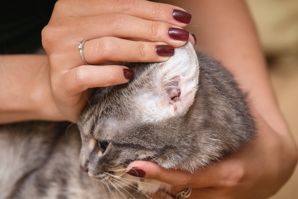 Wie reinigt man die Ohren einer Katze? Tipps ZOOMALIA