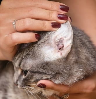 Comment nettoyer les Oreilles d'un Chat ? Conseils ZOOMALIA