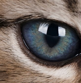 Comment nettoyer les Yeux d'un Chat à la maison ?