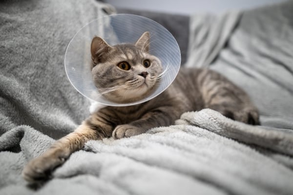 Wie leistet man Erste Hilfe für Katzen? Tipps von Zoomalia