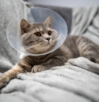 Comment faire les premiers Soins pour Chat ? Conseils Zoomalia