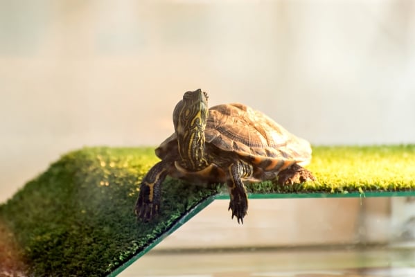 Tortue d'eau domestique dans son aquaterrarium