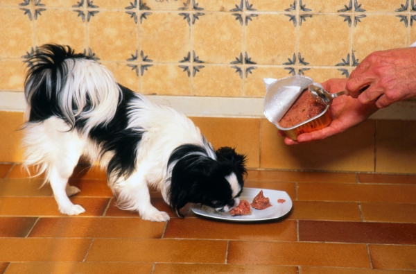 Chien épagneul japonais qui mange sa pâtée