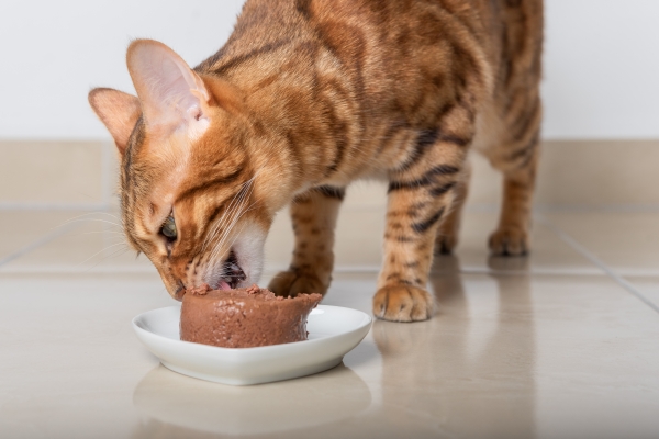 Chat qui mange sa pâtée dans une assiette blanche en forme de coeur