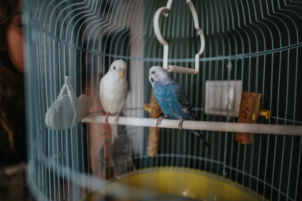 Perruches ondulées perchées dans leur cage et os de seiche