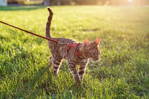 Chat en laisse avec harnais qui se promène dans l'herbe