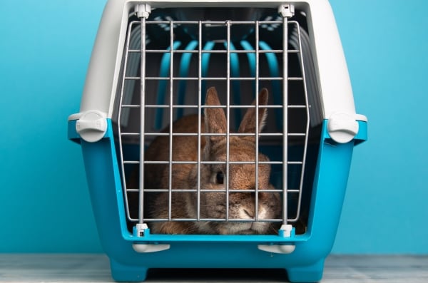 Lapin dans sa cage de transport