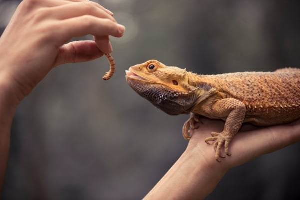 Kuidas hoolitseda roomajate eest? Nõuanded ZOOMALIA