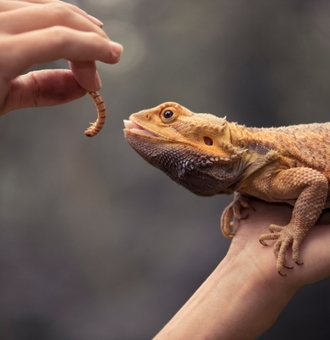 Comment bien s'occuper d'un Reptile ? Conseils ZOOMALIA