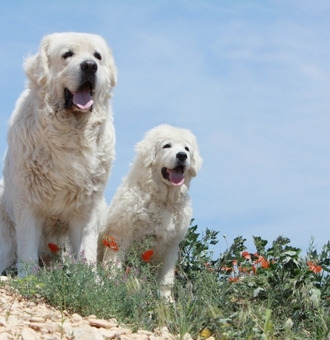 Berger de Podhale : Tout Savoir sur ce Chien de Berger Polonais