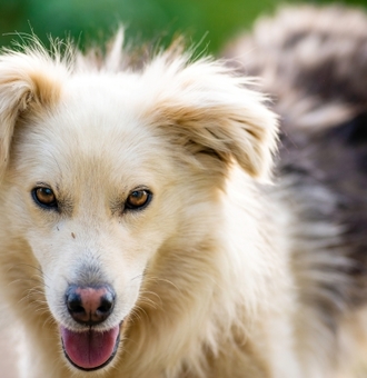 Aïdi : Tout Savoir sur ce Chien de Montagne de l'Atlas !