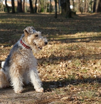 Fox Terrier à poil dur : Tout Savoir sur ce petit Chien chasseur