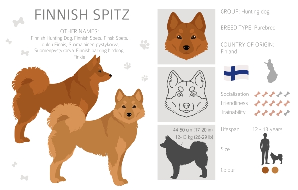 Infographie sur la race de chien Spitz Finlandais